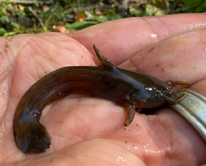 Tadpole Madtom